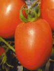 Foto Los tomates variedad Korol rynka №I F1