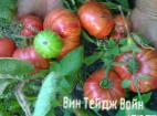 Foto Los tomates variedad Vintejjdzh Vajjn