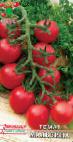 Foto Los tomates variedad Malvina