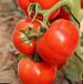 Foto Los tomates variedad Yaffa F1