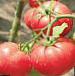 Photo des tomates l'espèce Roze 198 F1