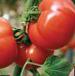 Photo des tomates l'espèce Liperkus F1