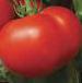 foto I pomodori la cultivar Streza F1