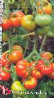 Foto Los tomates variedad Desertnyjj rozovyjj