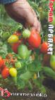 Foto Los tomates variedad Arbalet