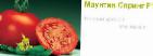 Photo Tomatoes grade Mauntin-spring F1 (Singenta)