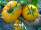 Foto Los tomates variedad Volf