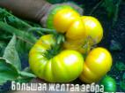 foto I pomodori la cultivar Bolshaya zheltaya zebra