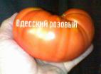 Foto Los tomates variedad Odesskijj rozovyjj