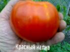 Photo Tomatoes grade Krasnyjj naliv