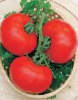 Foto Tomaten klasse Red Manul F1