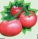 Foto Los tomates variedad Pinki F1