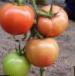 Photo des tomates l'espèce Malvaziya F1