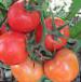 foto I pomodori la cultivar Anyuta F1