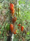Photo des tomates l'espèce Krasavchik F1