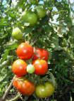 Photo des tomates l'espèce Vostorg