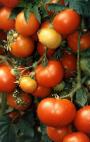 Photo des tomates l'espèce Varenka