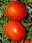 Foto Tomaten klasse Dual Plas F1