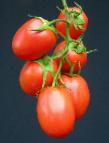 Photo des tomates l'espèce Rapit F1