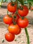 Foto Los tomates variedad Bizarr F1