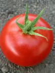 Photo des tomates l'espèce Khilario F1