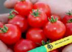 kuva tomaatit laji Svitini F1
