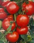 Foto Los tomates variedad Dzhempakt F1 