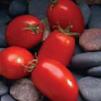 Photo des tomates l'espèce Mariana F1