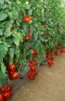 Foto Los tomates variedad Mishel F1