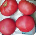 Foto Los tomates variedad Pink Mehdzhik F1