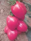 Foto Los tomates variedad Pink Pioner F1