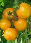 Foto Los tomates variedad Sadko f1