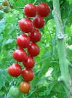 Foto Tomaten klasse Umelec f1