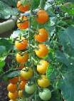foto I pomodori la cultivar Fantaziya 