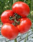 Foto Los tomates variedad Betmen F1