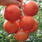 Photo des tomates l'espèce Lilos F1