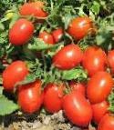 Photo des tomates l'espèce Tojjoto F1