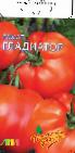 Photo des tomates l'espèce Gladiator F1