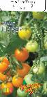 Foto Los tomates variedad Liker F1
