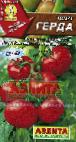 Foto Los tomates variedad Gerda