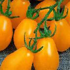 Foto Los tomates variedad Piadrops F1