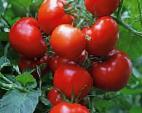 Photo Tomatoes grade Vostok F1
