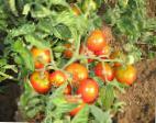 Foto Los tomates variedad Severyanka