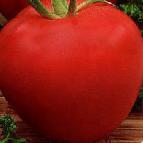 Photo des tomates l'espèce Nastyusha