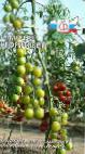 Foto Los tomates variedad Samocvet nefritovyjj