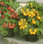 Foto Los tomates variedad Mikron NK