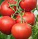 Photo des tomates l'espèce Dehns Ledi F1