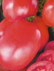 foto I pomodori la cultivar Sakharnyjj Gigant