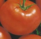 Foto Los tomates variedad Shhelkovskijj rannijj