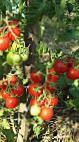 Photo des tomates l'espèce Nektar F1 